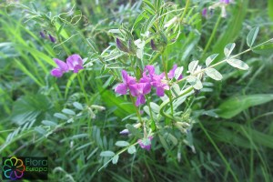 Vicia sativa subsp. sativa